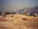 Slum At Agra